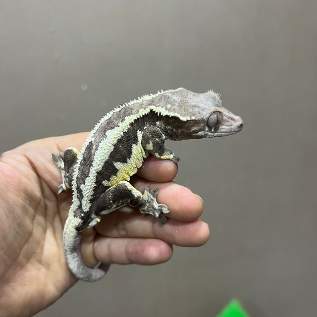 프라푸치노 엠티백