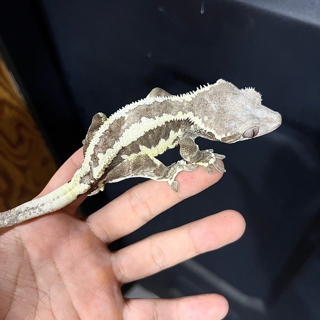 프라푸치노 엠티백