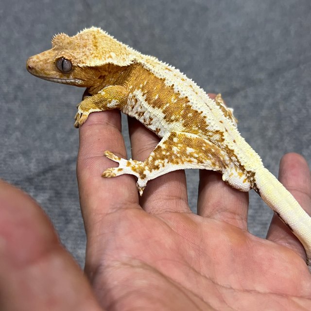 릴리화이트 크림시클 크림 쿼드