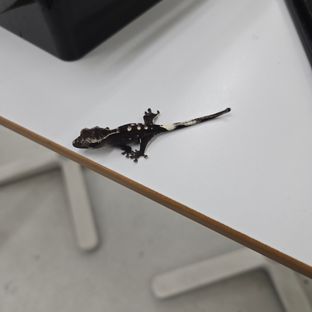 아잔틱