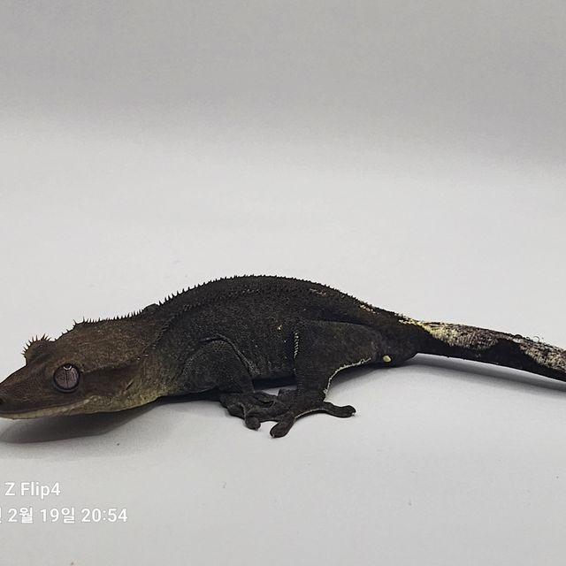 아잔틱