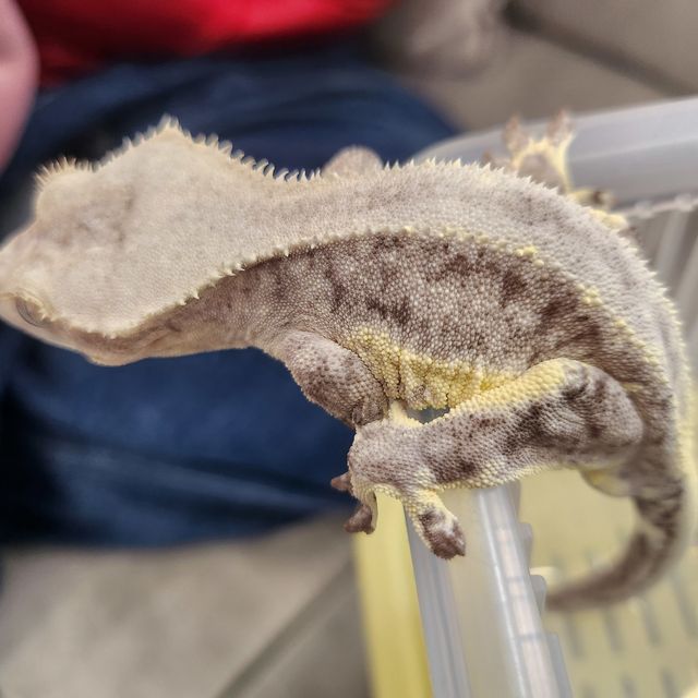 릴잔틱