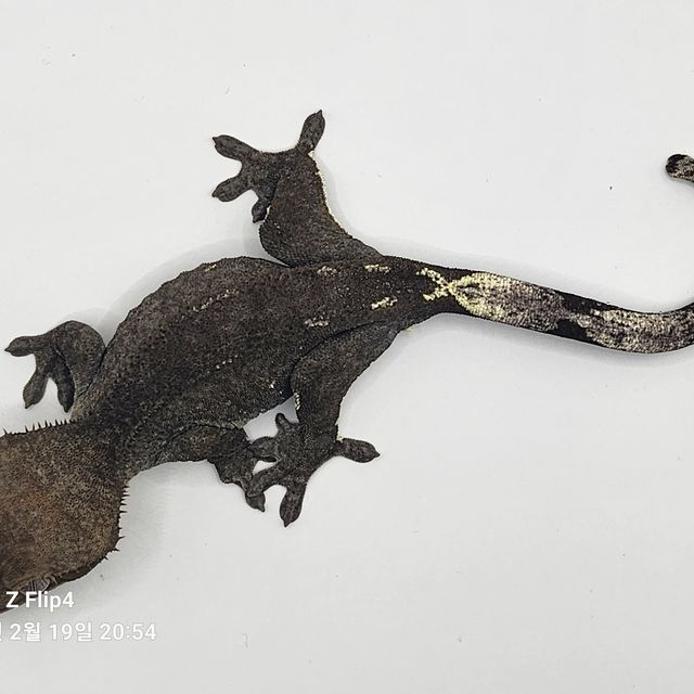 아잔틱
