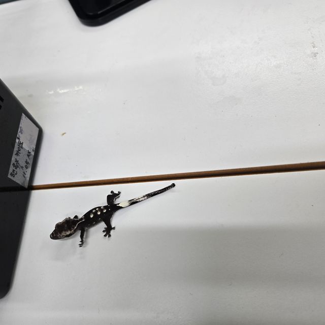 아잔틱