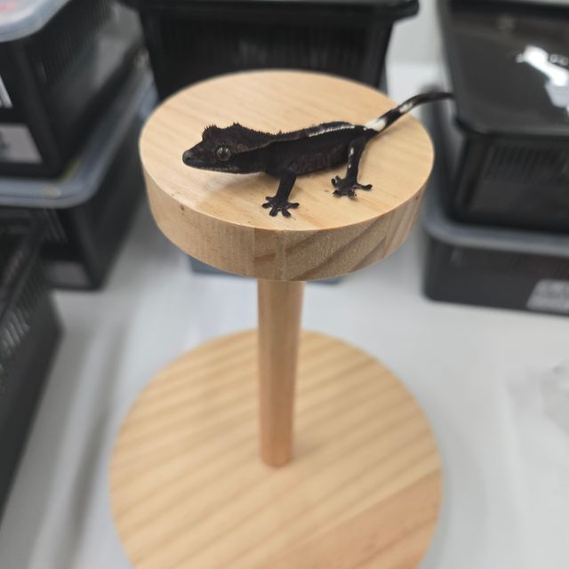 아잔틱