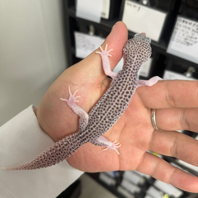 갤럭시 블랙나이트