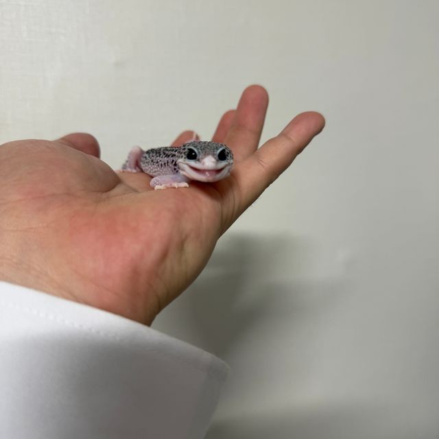 갤럭시 블랙나이트