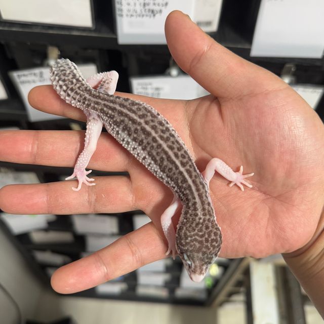 블랙나이트 갤럭시