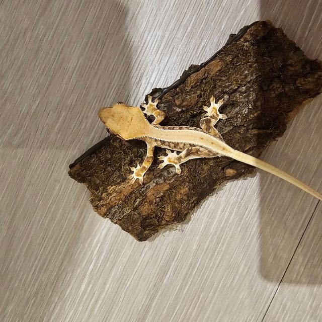 릴리화이트
