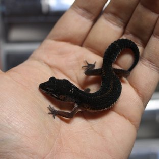 블랙나이트 인페르노