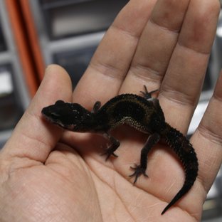 블랙나이트 인페르노