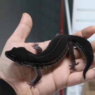 스노우 블랙나이트 인페르노