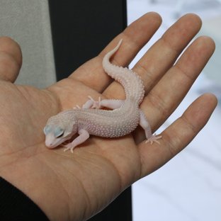 슈퍼스노우 랩터