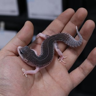 블랙나이트 갤럭시