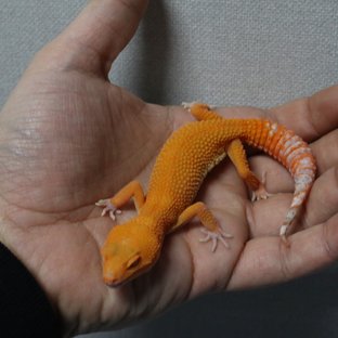 블러드 만다린 다크 벨 알비노