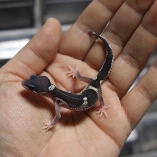 블랙나이트 스노우 이클립스