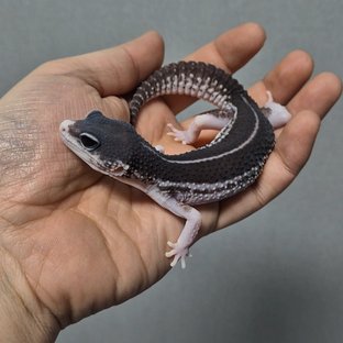 블랙나이트 갤럭시