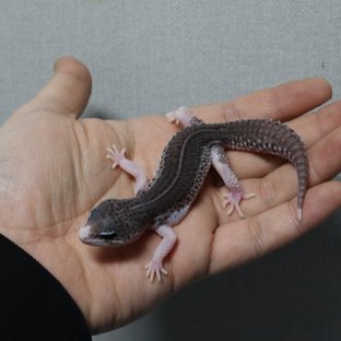 갤럭시 블랙나이트