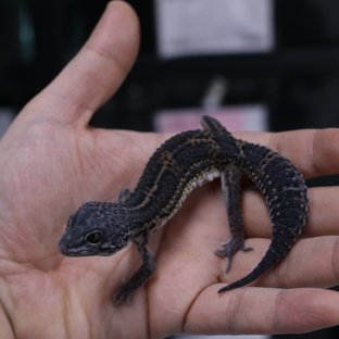 스노우 블랙나이트 인페르노