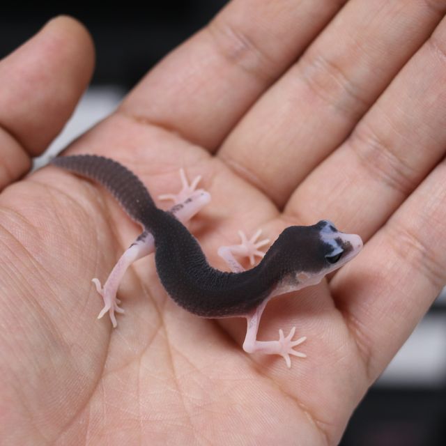갤럭시 블랙나이트