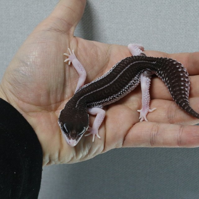 블랙나이트 인페르노 갤럭시