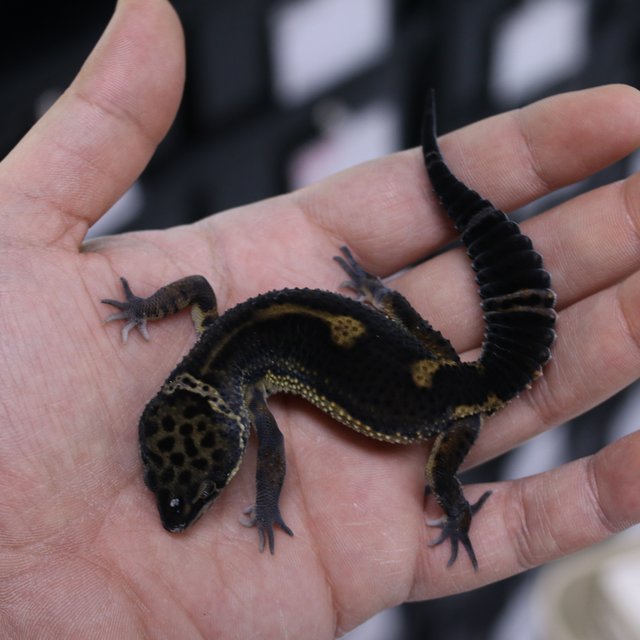 블랙나이트 인페르노