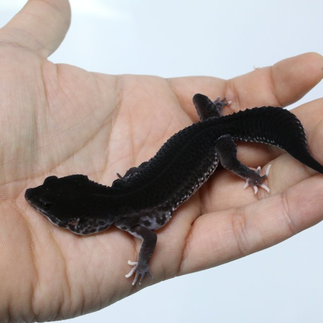 슈퍼스노우 블랙나이트