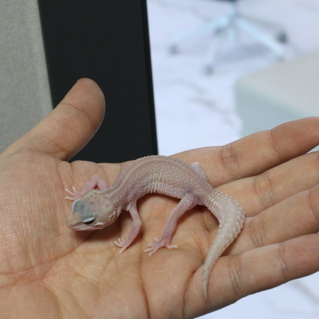 슈퍼스노우 트램퍼알비노