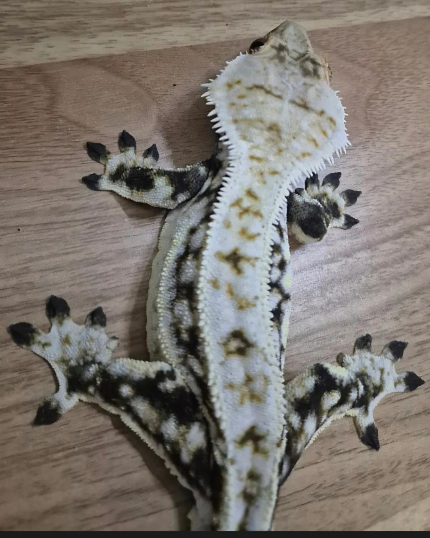 스타크레파더