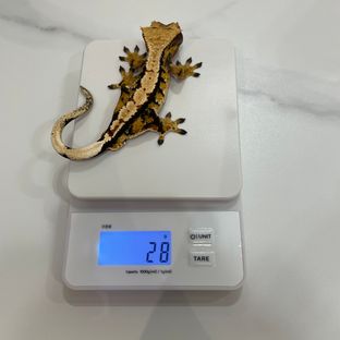트라이 익스트림할리퀸 할리퀸 텐저린 할로윈