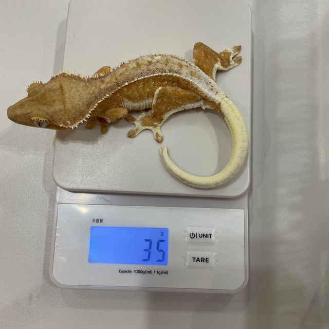 릴리화이트 팬텀 풀핀 화이트핀 크림 크림시클