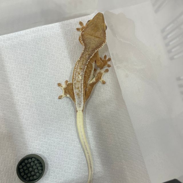 릴리화이트 팬텀 풀핀 화이트핀 크림 크림시클