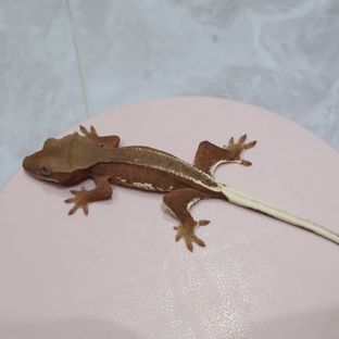 레드 팬텀 릴리화이트