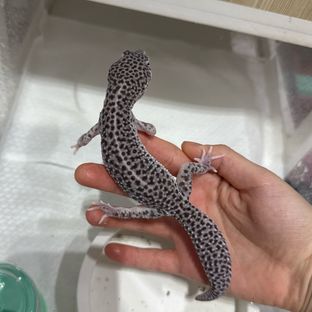 슈퍼스노우