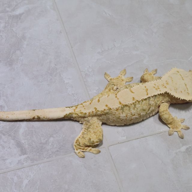 트라이 익스트림할리퀸 화이트스팟