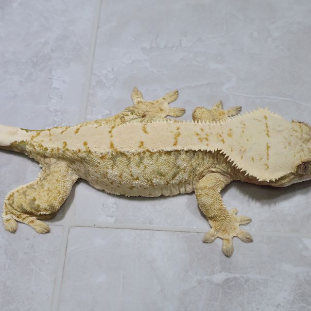 트라이 익스트림할리퀸 화이트스팟