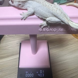 팬텀 릴리화이트