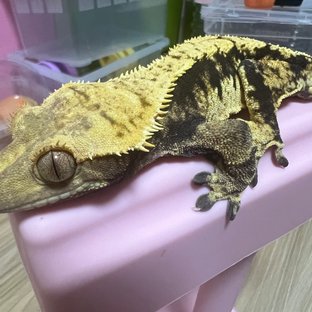 익스트림할리퀸