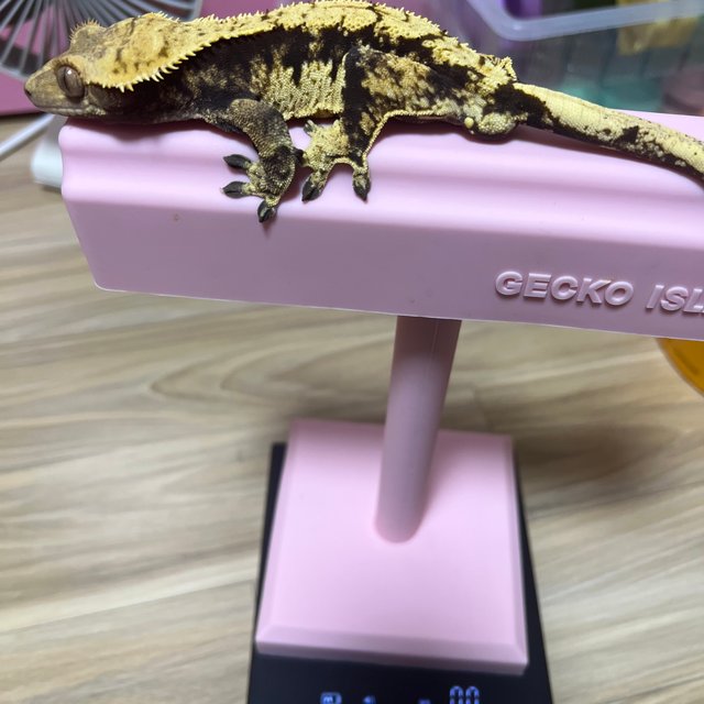 익스트림할리퀸