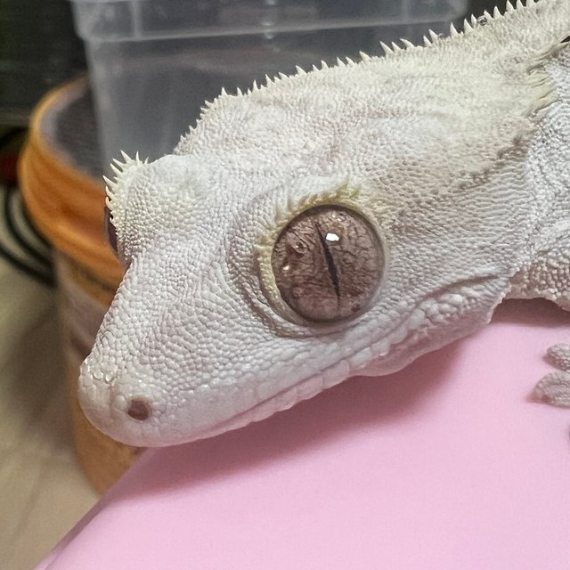 팬텀 릴리화이트