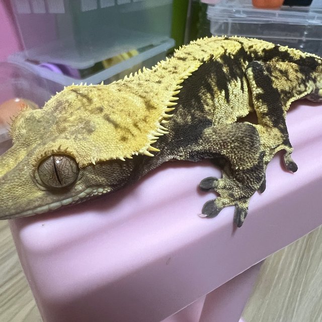 익스트림할리퀸