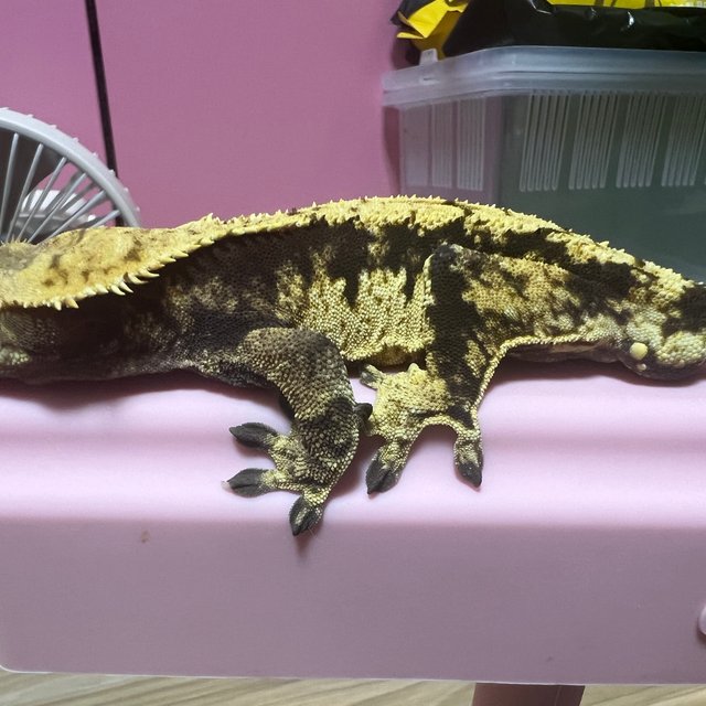 익스트림할리퀸