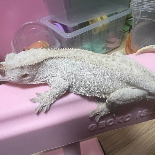 팬텀 릴리화이트