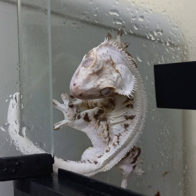 릴리화이트 트라이