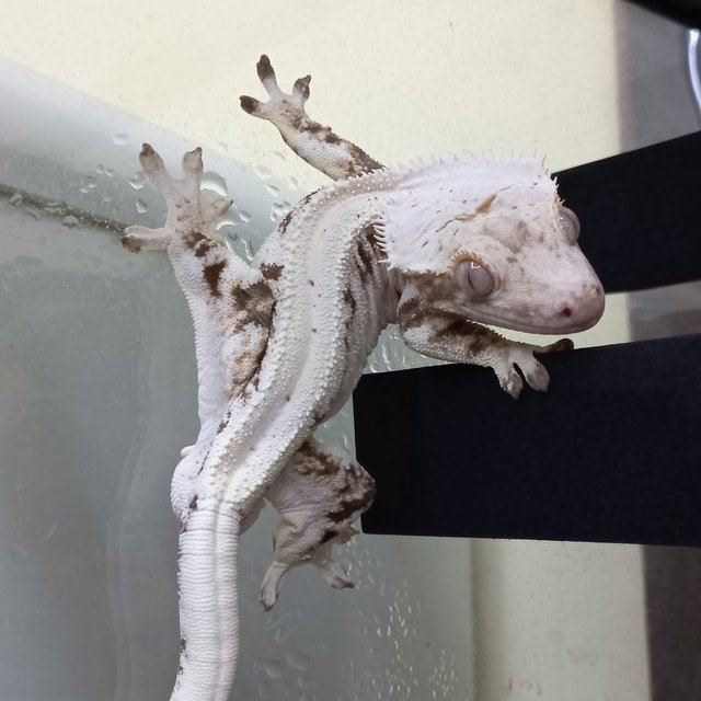 릴리화이트 트라이