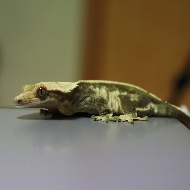 노멀 트라이 풀핀