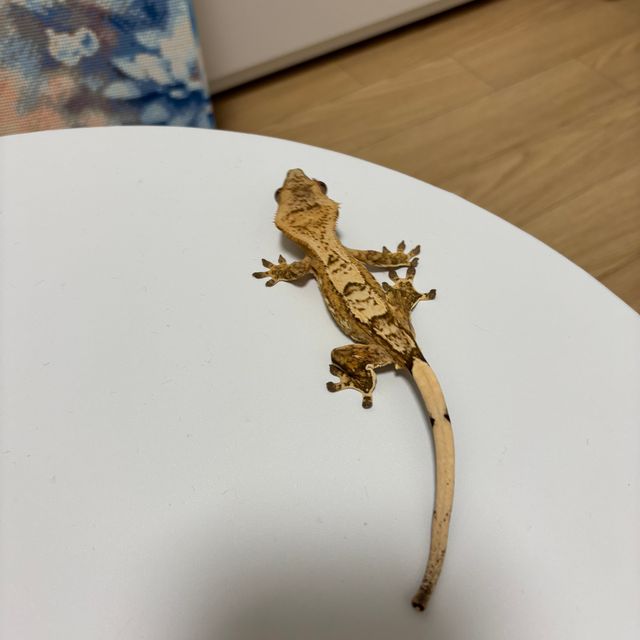 크림시클
