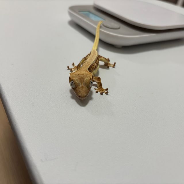 릴리화이트