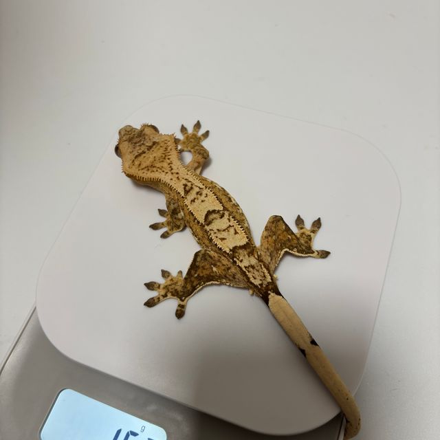 크림시클