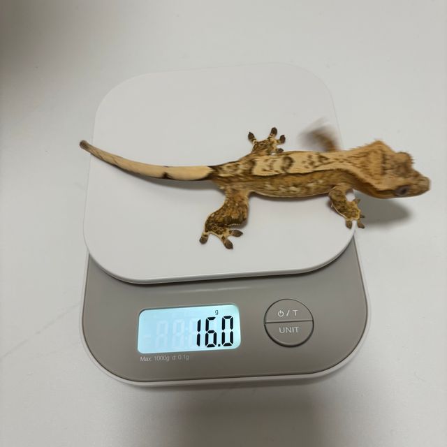 크림시클